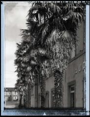 1 vue  - Rue des Ecossais, entrée des bureaux, allée de palmiers (ouvre la visionneuse)